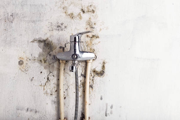 Best Preventive Mold Services in Duncan Falls, OH