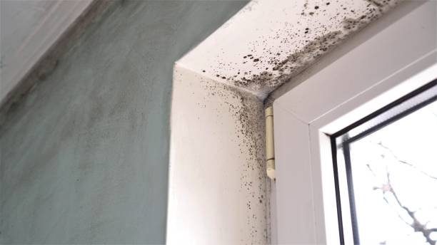 Best Crawl Space Mold Remediation in Duncan Falls, OH