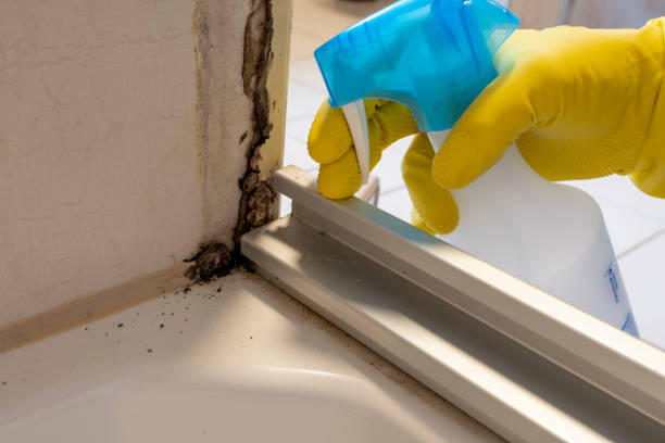 Best Residential Mold Remediation in Duncan Falls, OH