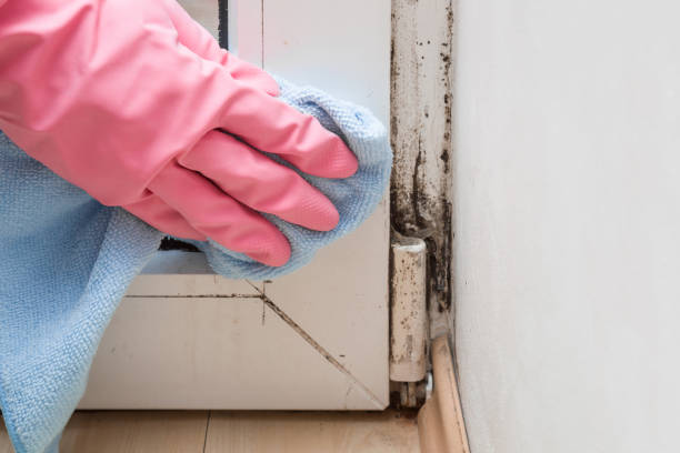 Best Localized Mold Remediation (e.g., coastal areas, humid climates) in Duncan Falls, OH